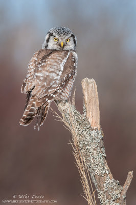 Northern Hawk owl beauty