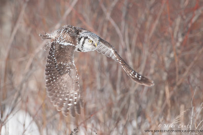 Northern Hawk Owl willow flight