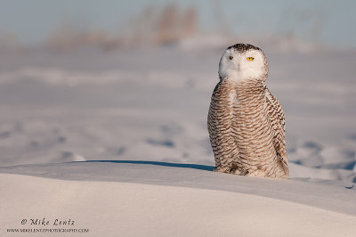 Snowy Owl on snow bank