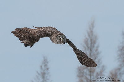 Great Gray owl accelerating