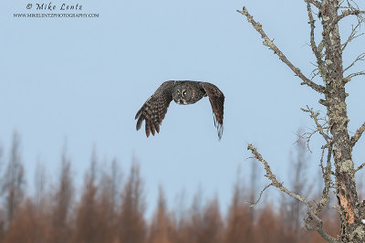 Great Gray owl of the northwoods