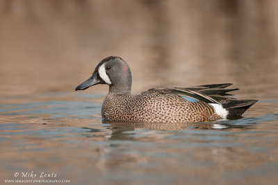 Blue- Winged Teal showing blue 