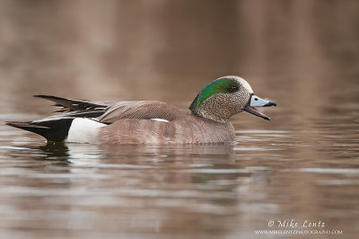 Wigeon calling loudly