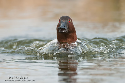 Canvasback drake incoming with force