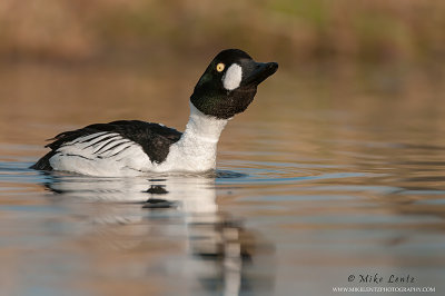 Common Goldeneye calling out