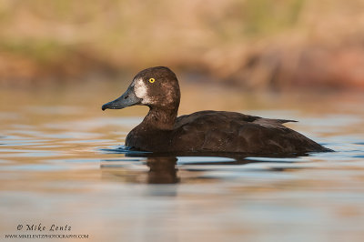 Lesser Scaup on great waters
