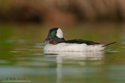 Bufflehead Duck (drake)