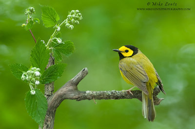 Hooded warbler on perch