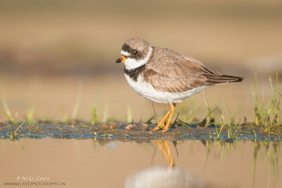 Semi-palmated Plover on strip of land