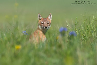 Swift Fox female in flowers