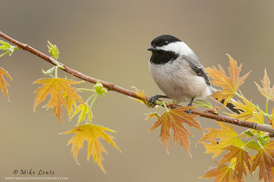 Black capped chickadee on Maple growth
