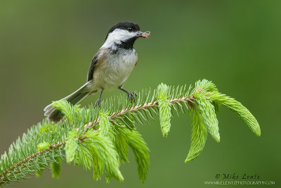 Black capped chickadee with spider