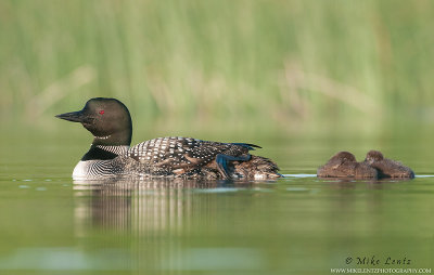 Loon lazy with babies