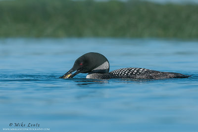 Loon about to eat a Sunfish