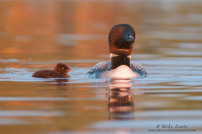 Loon and baby in sweet light