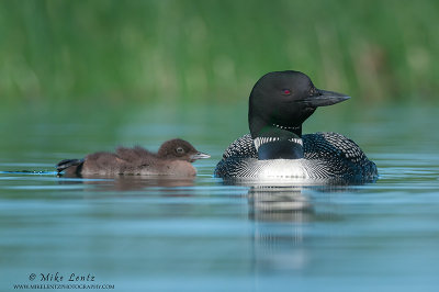 Loon and big baby chilling