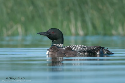 Loon with babies tight to side