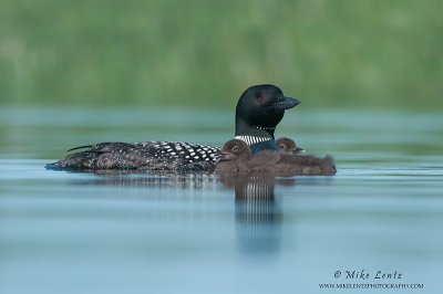 Loon family on pristine calm water
