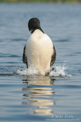 Loon does the penguin dance