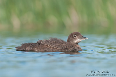 Loon baby growing up 