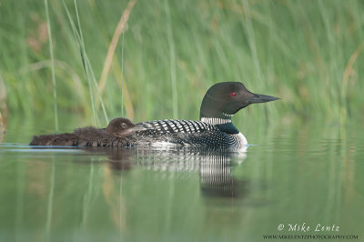 Loon swims with baby