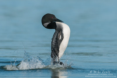 Loon doing the Penguin dance