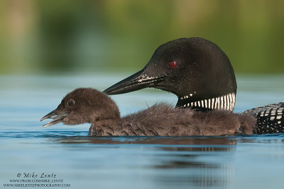 Loon mom tight after feeding baby