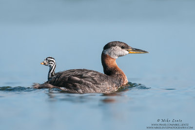 Red necked Grebe with rider 