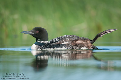 Common Loon with leg outstretched