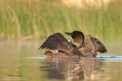 Loon wings up baby underneath