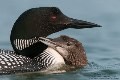 Loon and baby showing affection