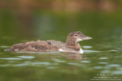 Juvenile Loon on calm waters