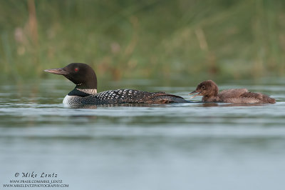 Loon baby nips moms tail feathers