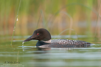 Common Loon in reeds 