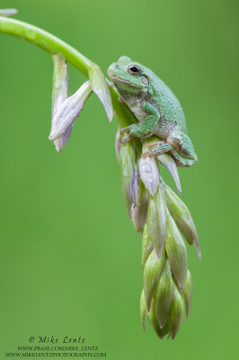 Tree frog on curved Hosta
