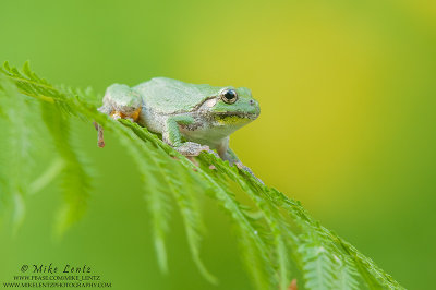 Tree frog on Fern