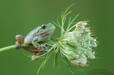 Tree frog on Cow Parsnips