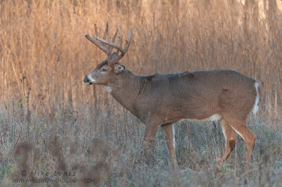 White-tailed Deer in meadow