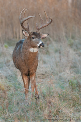 White-tailed Deer verticle portrait