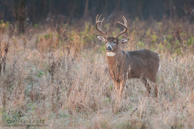 White-tailed buck in big field