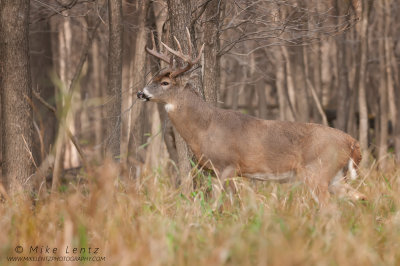 White-tailed Deer enters the woods