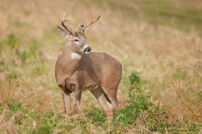 White-tailed deer out in the open