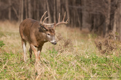 White-tailed buck head low