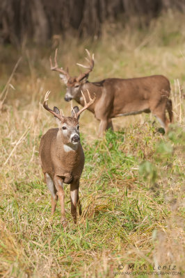 White-tailed deer dual bucks