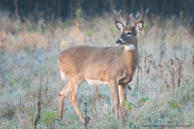 White-tailed deer (Female with antlers)