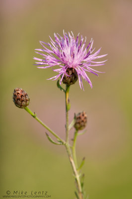 Purple flower with pods
