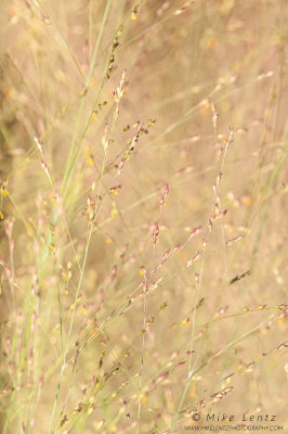 Purple field grasses
