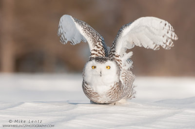Snowy Owl burst