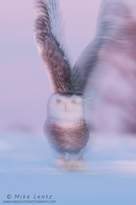 Snowy owl pan blur