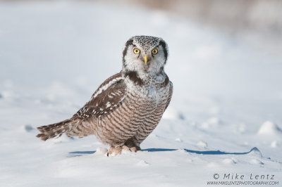Northern Hawk owl on snow